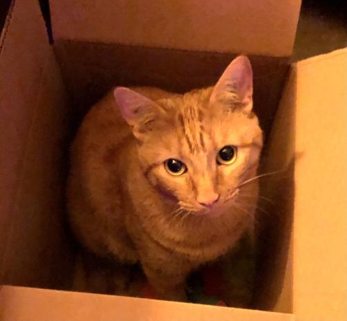 Lost Male Cat last seen Avenue road and poplar plains Cresent , Toronto, ON M4V 2H3
