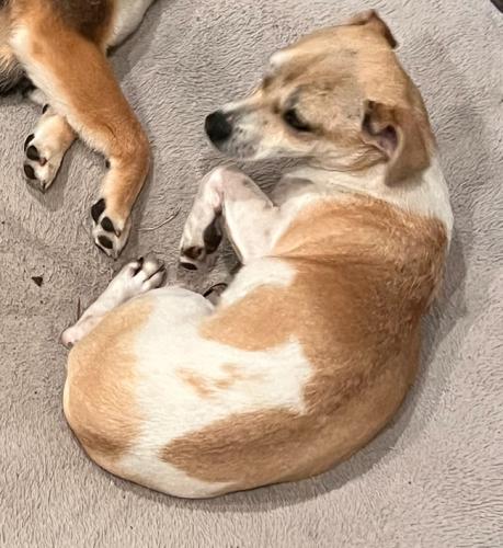 Lost Male Dog last seen 140th and 40th St., Bellevue, WA 98005