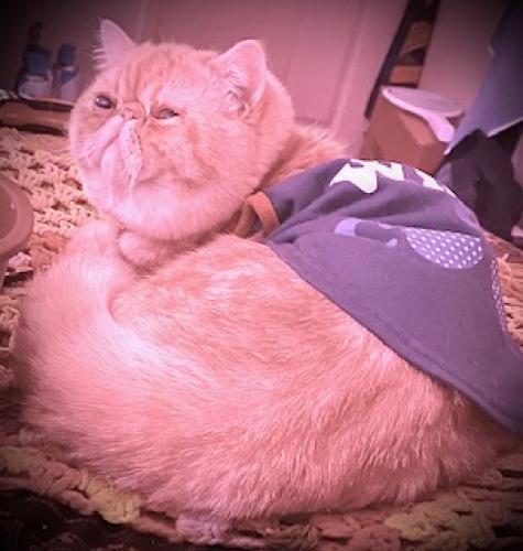 Lost Male Cat last seen NW174th and NW Ivybridge, Portland, OR 97229