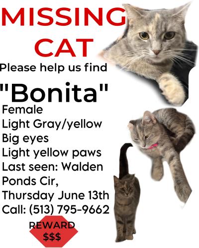 Lost Female Cat last seen Walden Ponds Circle, Fairfield twp OH, Fairfield Township, OH 45011