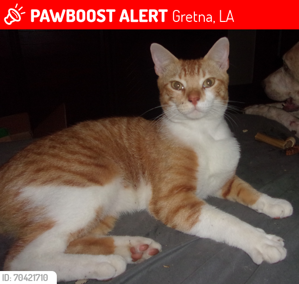Lost Male Cat last seen Near th street, Gretna, LA 70053