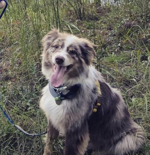 Lost Male Dog last seen Hinson, Little Rock, AR 72212