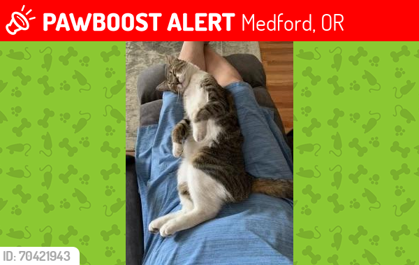 Lost Male Cat last seen Joy Circle and LaLoma, Medford, OR 97504