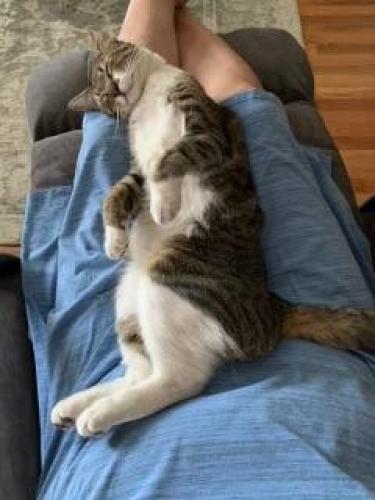 Lost Male Cat last seen Joy Circle and LaLoma, Medford, OR 97504