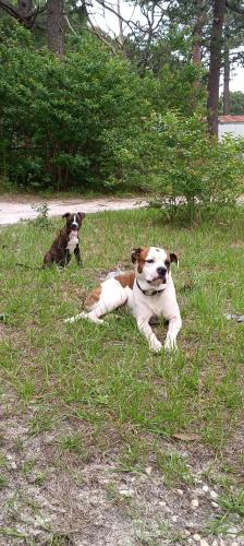 Lost Male Dog last seen Hinkle and McCormick , Spring Lake, NC 28390
