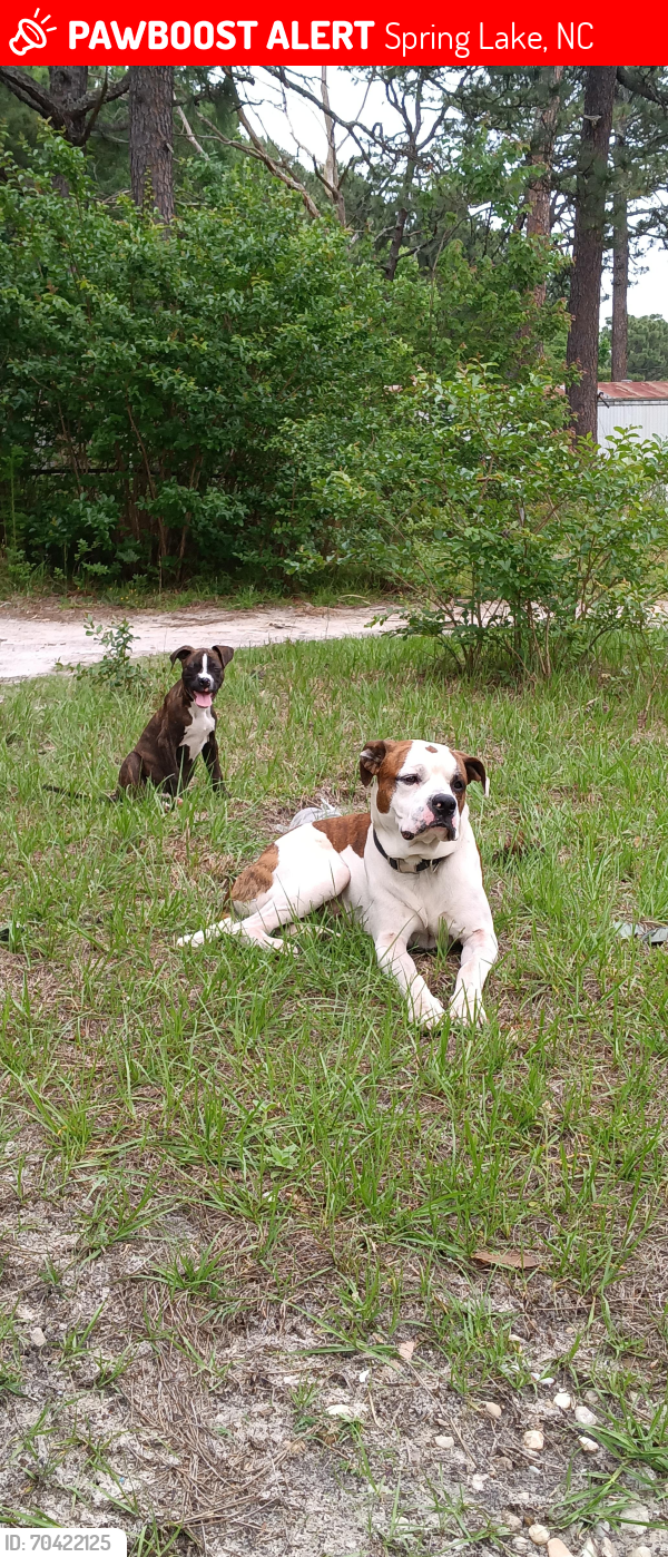Lost Male Dog last seen Hinkle and McCormick , Spring Lake, NC 28390