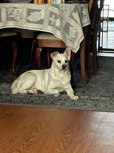 Lost Male Dog last seen Near Quail creek boulevard Indianapolis Indiana , Indianapolis, IN 46237