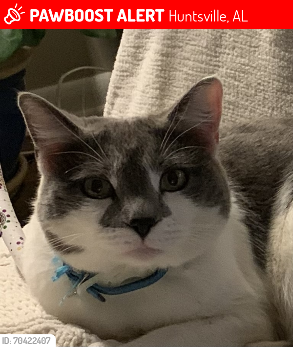 Lost Female Cat last seen Weatherly Rd SE, Huntsville, AL 35803