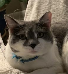 Lost Female Cat last seen Weatherly Rd SE, Huntsville, AL 35803