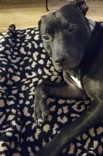 Lost Male Dog last seen W. MOUND ST & HIGHLAND AVE, Columbus, OH 43223