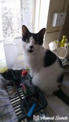 Lost Male Cat last seen Wimpole Road, Colchester, Essex, Essex, England CO1