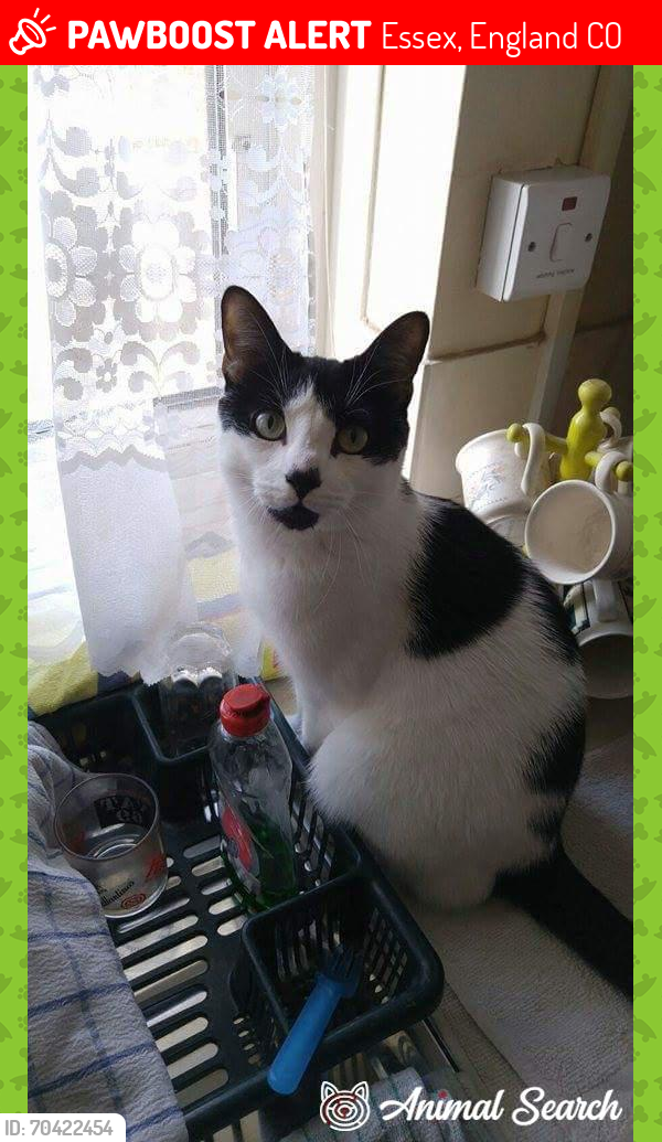 Lost Male Cat last seen Wimpole Road, Colchester, Essex, Essex, England CO1