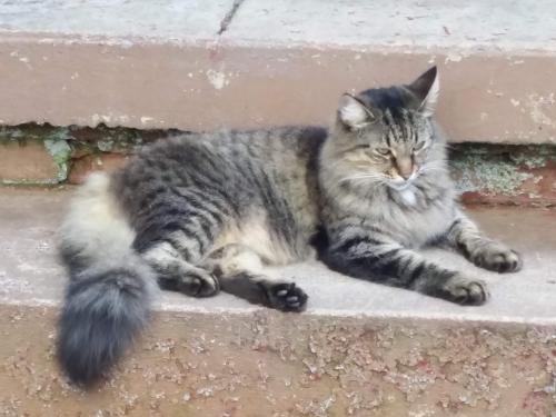 Lost Female Cat last seen Wilaka, Chamberlayne, VA 23227