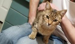 Lost Female Cat last seen Jackson Street and new Warrington, Pensacola, FL 32505