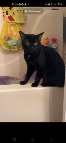 Lost Male Cat last seen New road behind the  depot , Greenfield, IN 46140