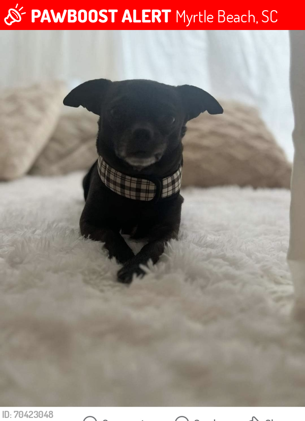 Myrtle Beach, SC Lost Male Dog, Dobby Is Missing PawBoost