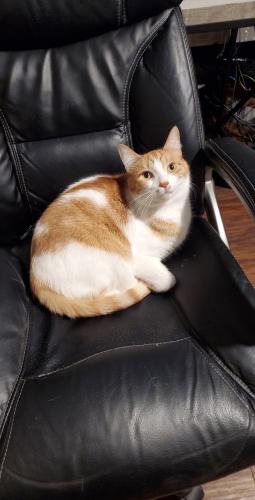 Lost Male Cat last seen Holden and McCuiston , Greensboro, NC 27407