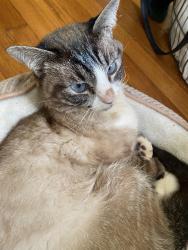 Lost Male Cat last seen Jennings St and Gadsden St, Tallahassee, FL 32301