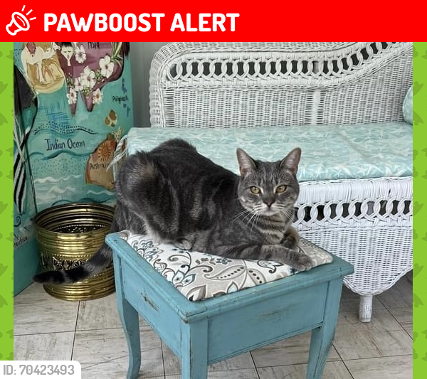 Lost Female Cat last seen Near Street Rd & S Concord Rd, Westtown Township, PA 19382