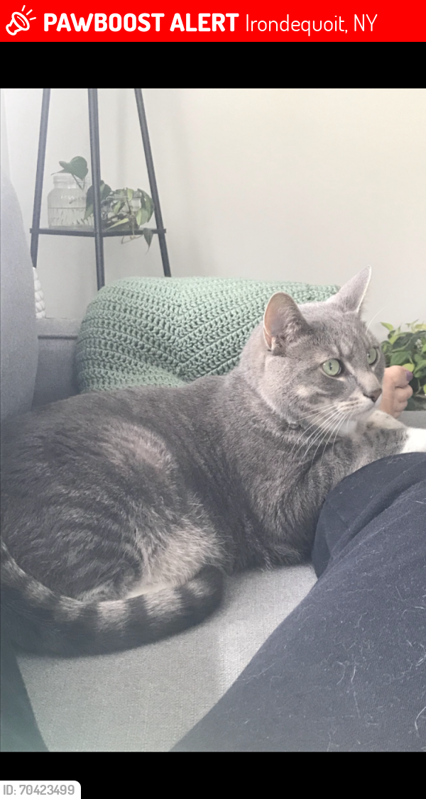 Lost Male Cat last seen Between Tarrington and Spencer Closer to the North Winton Side, Irondequoit, NY 14609