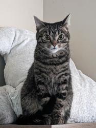 Lost Female Cat last seen Salem Church Rd, Mechanicsburg, PA 17050
