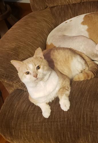 Lost Male Cat last seen In the forest area behind the SPCA spay and neuter clinic, Raleigh, NC 27603