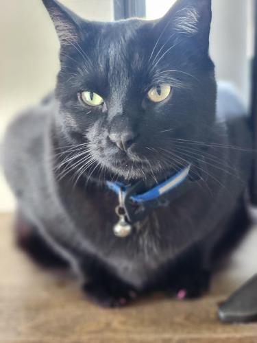 Lost Male Cat last seen Near Hillcrest Drive and Hodencamp, Thousand Oaks, CA 91360