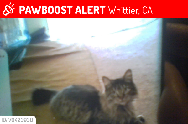 Lost Female Cat last seen greenleaf ave and walnut st, Whittier, CA 90602