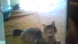 Lost Female Cat last seen greenleaf ave and walnut st, Whittier, CA 90602
