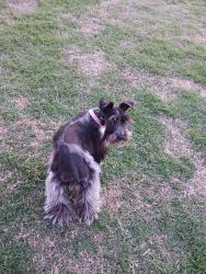 Lost Female Dog last seen 111n. Dillon  moore oklahoma, Moore, OK 73160