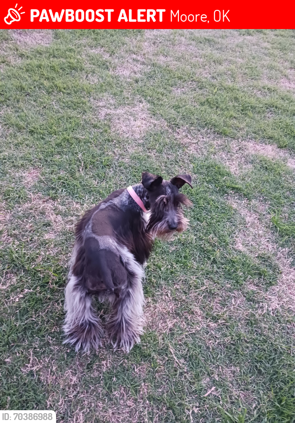 Lost Female Dog last seen 111n. Dillon  moore oklahoma, Moore, OK 73160