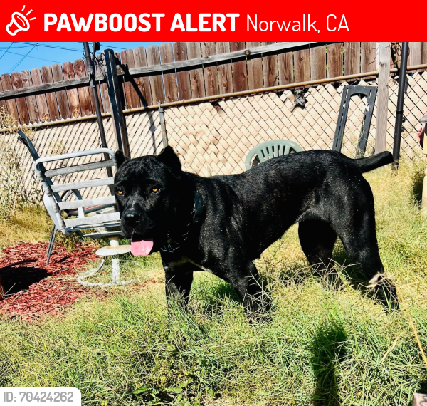 Lost Female Dog last seen Dalwood and adoree, Norwalk, CA 90650