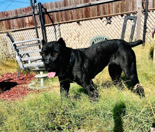 Lost Female Dog last seen Dalwood and adoree, Norwalk, CA 90650