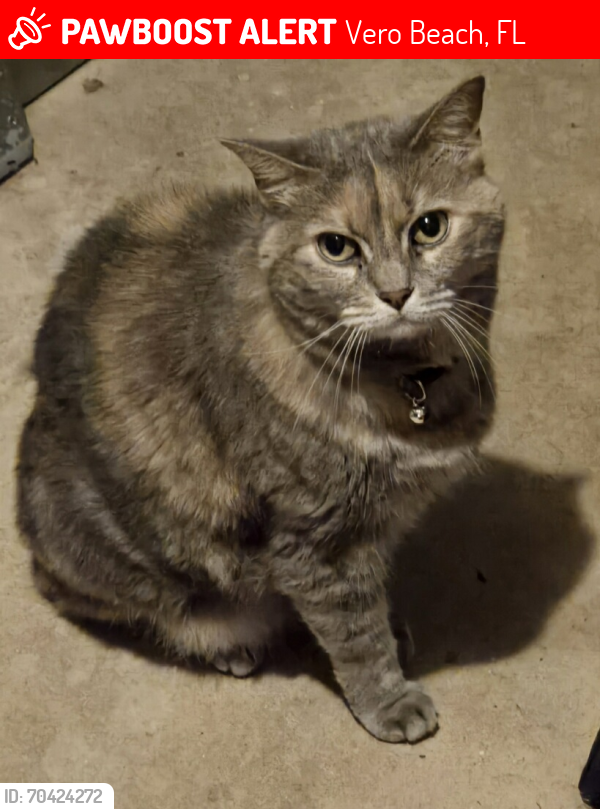 Lost Female Cat last seen 33rd, Vero Beach, FL 32966