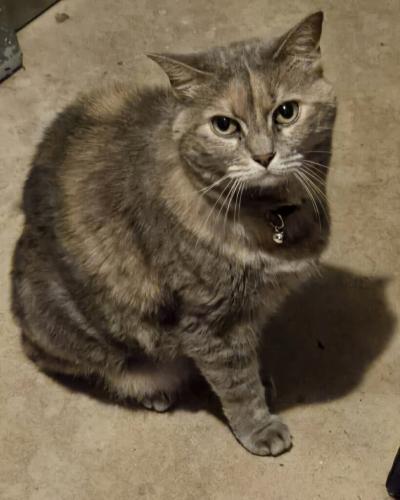 Lost Female Cat last seen 33rd, Vero Beach, FL 32966