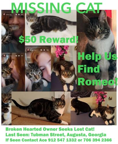Lost Male Cat last seen Tubman and Hicks Street, Vernon Forest Park, Augusta, GA 30904