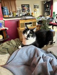 Lost Male Cat last seen Near Verde Dr Schaumburg IL, Schaumburg, IL 60173