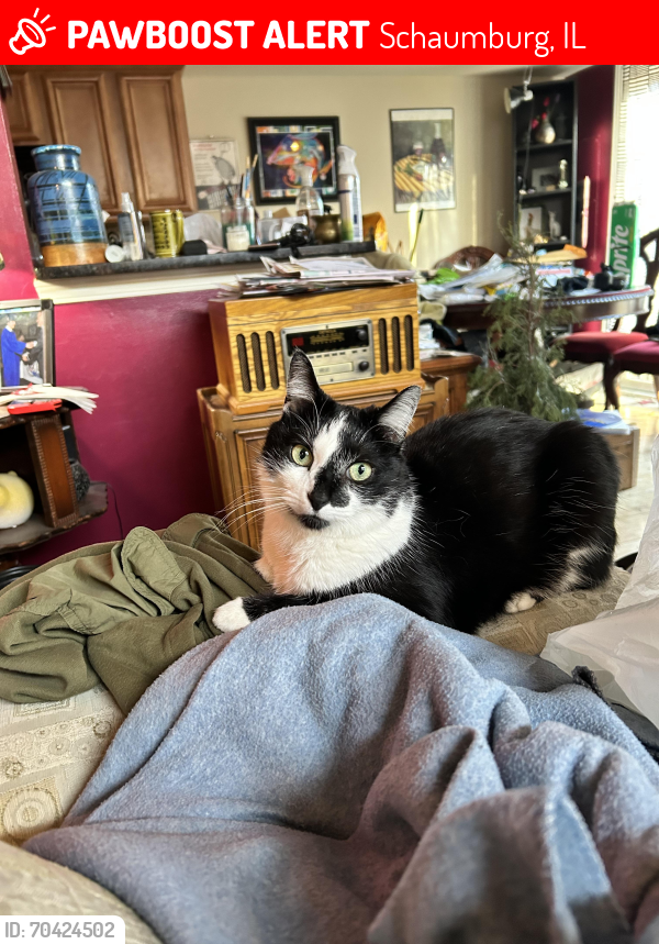 Lost Male Cat last seen Near Verde Dr Schaumburg IL, Schaumburg, IL 60173