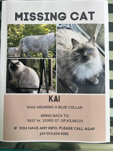 Lost Male Cat last seen 153rd/Nall, Overland Park, KS 66223