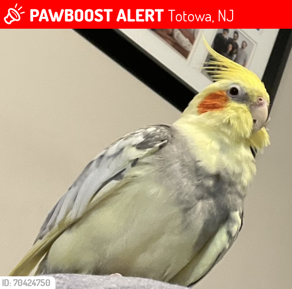 Lost Male Bird last seen Harding Ave, Garfield Ave, Totowa, NJ 07512