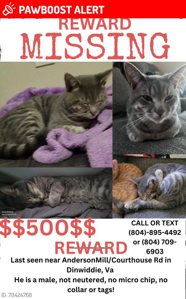 Lost Male Cat last seen Courthouse rd, Dinwiddie County, VA 23833