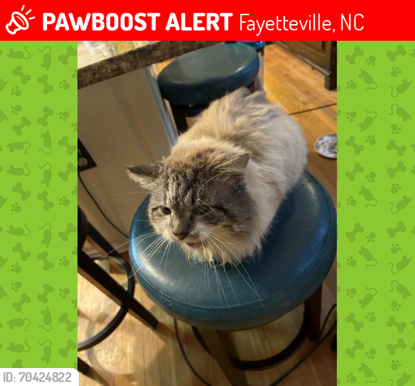 Lost Male Cat last seen Hidden Forge dr & Siple ave, Fayetteville, NC 28304