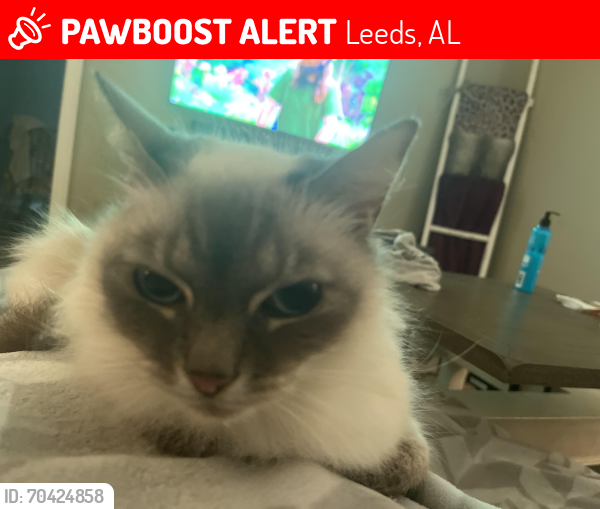 Lost Female Cat last seen Sunset Dr , Leeds, AL 35094