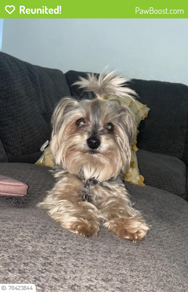 Reunited Female Dog in Moreno Valley, CA 92557 (ID 70423844) PawBoost