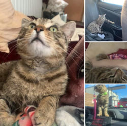 Lost Male Cat last seen Centerhill Rd , Linden, TX 75563