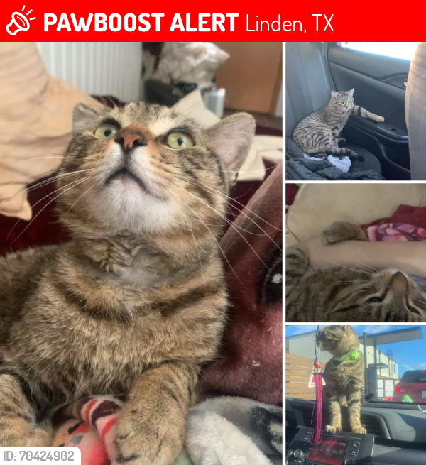 Lost Male Cat last seen Centerhill Rd , Linden, TX 75563