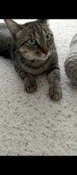 Lost Female Cat last seen Main St. & John W. Elliott in Frisco Square, 75034, Frisco, TX 75034