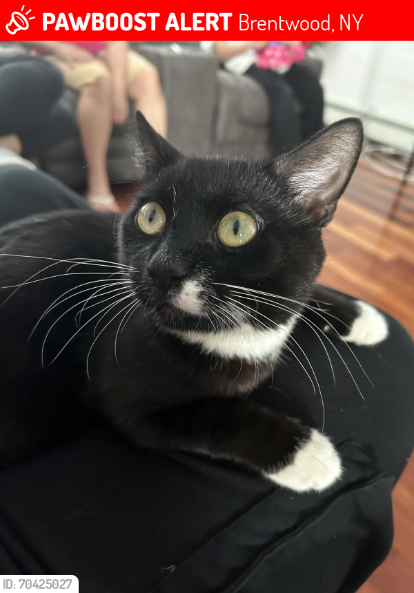 Lost Male Cat last seen Stahley St, Brentwood, NY 11717