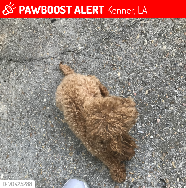 Lost Male Dog last seen he was last seen by starbucks!!!!!!, Kenner, LA 70065