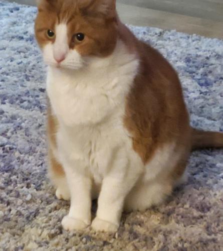 Lost Male Cat last seen Furlong Drive, Grove City, OH - has microchip number98978, Grove City, OH 43123